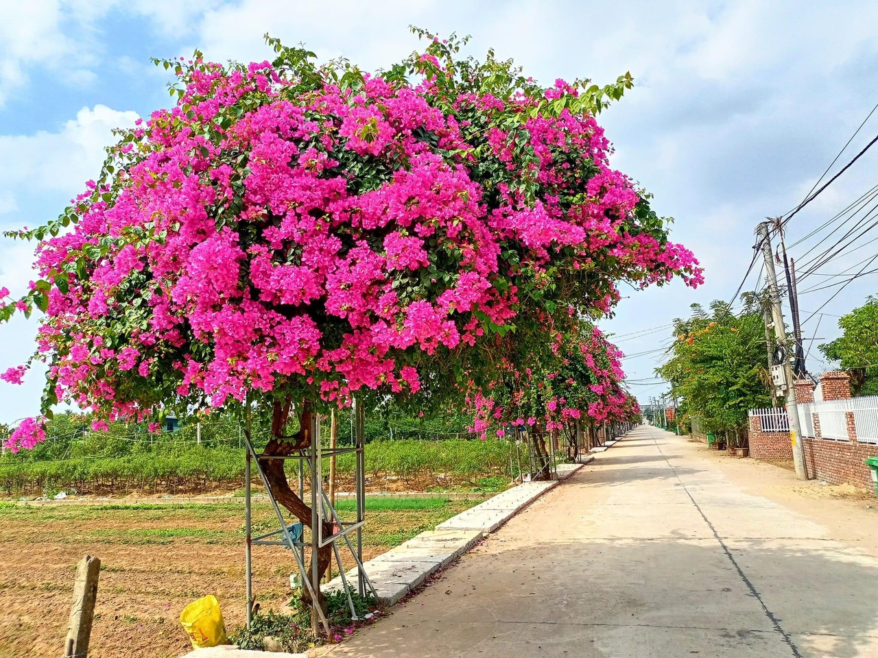 Hồng Vân - Thường Tín: Vùng Quê Giàu Truyền Thống, Nổi Tiếng Hoa Cây Cảnh