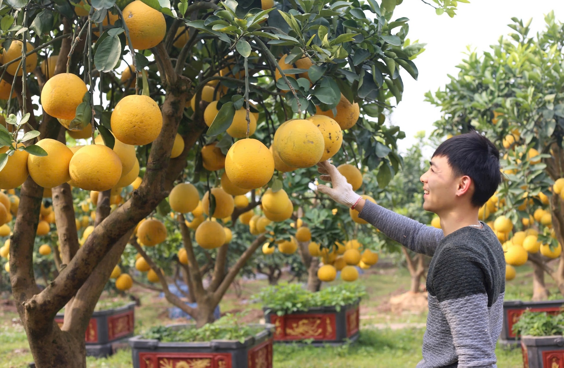 Kim An - Thanh Oai: Vùng Quê Ven Sông Đáy, Giàu Tiềm Năng Nông Nghiệp